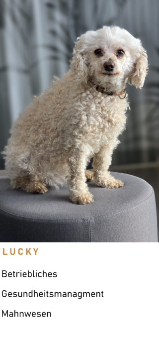 Lucky Gimp https://www.rp-steuerberatung.com/wp-content/uploads/2026/03/Lucky-Gimp-320x683.png