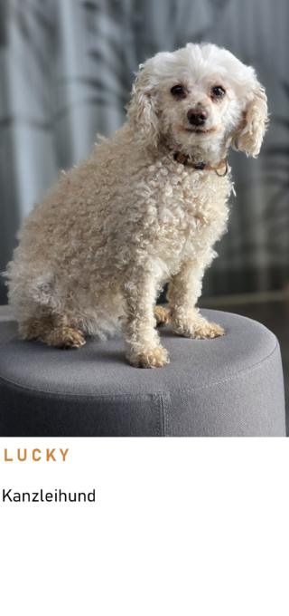 Lucky mod https://www.rp-steuerberatung.com/wp-content/uploads/2026/03/Lucky-mod-1-320x680.png